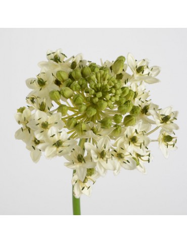 Fleur artificielle d'ornithogalum blanc/vert H.76cm NATURE DFL3208353Amadeus