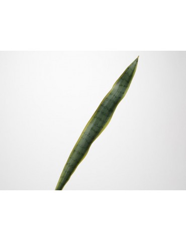 Feuille artificielle de sanseveria vert H.82cm NATURE DAA3520005