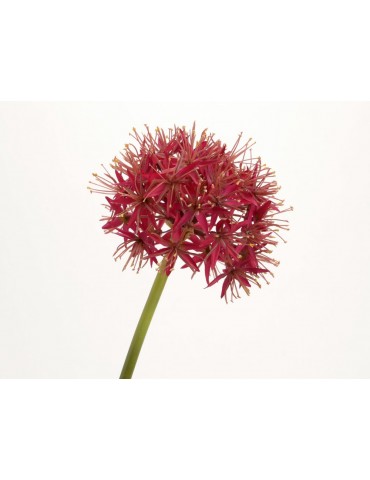 Fleur artificielle allium rose H.76cm NATURE DAA3520013