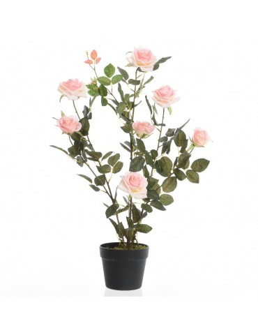 Rosier en pot 7 fleurs DAA4248004Decoris