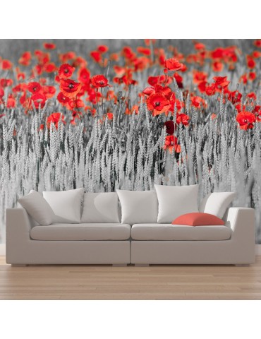 Papier peint - Coquelicots rouge sur champ noir et blanc A1-F4TNT0480-P