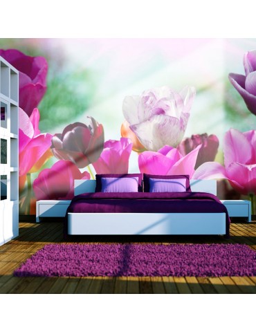 Papier peint - Jardin fleuri au printemps, tulipes A1-F4TNT0463-P