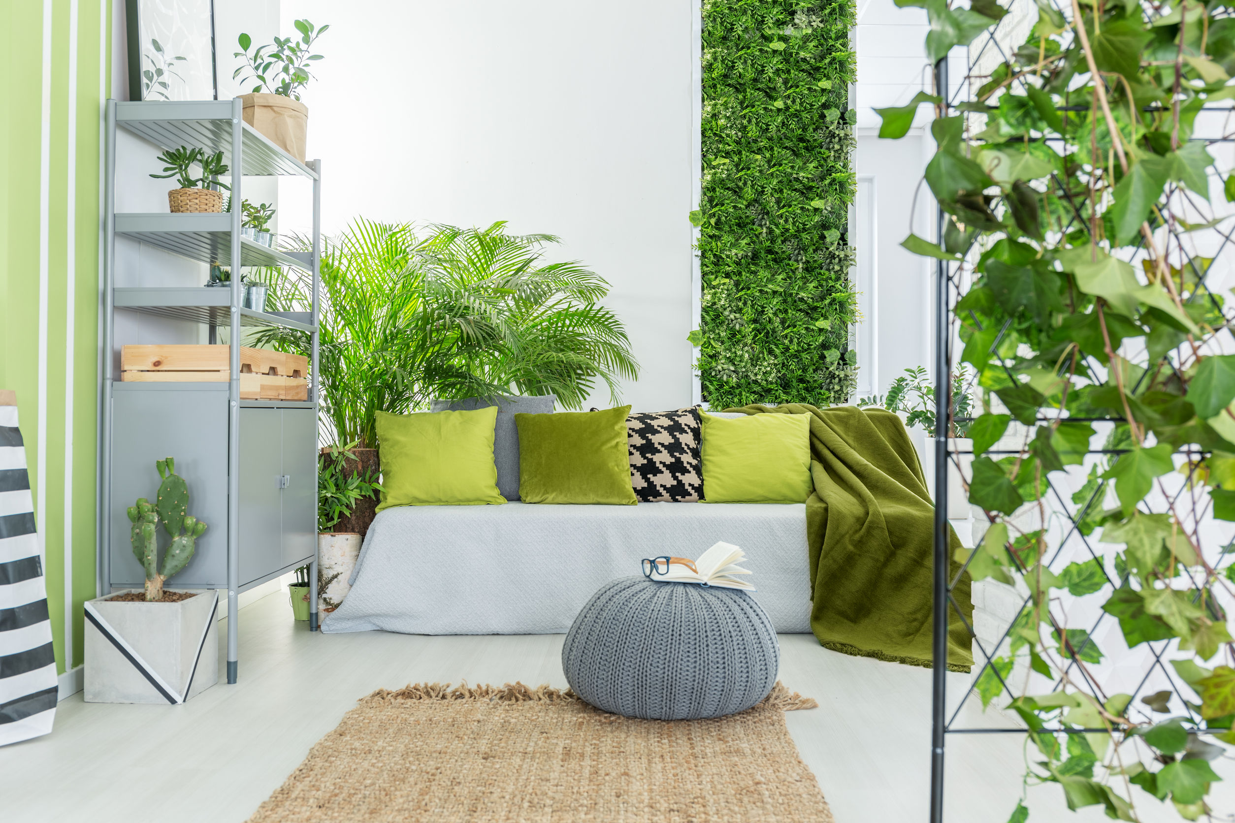 5 plantes vertes pour décorer votre intérieur