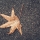 Que Faire des Feuilles Mortes dans Son Jardin ? 