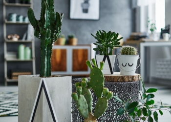 Comment mettre du piquant dans votre décoration avec des cactus