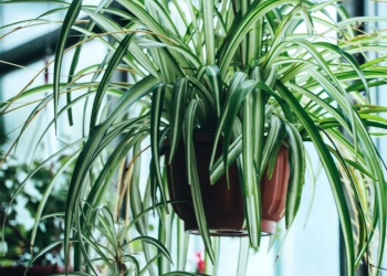 Plantes suspendues pour une décoration tendance
