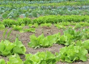 Que planter au jardin en mai ?