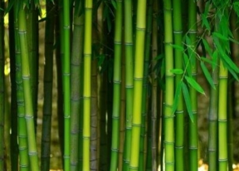 Comment planter un bambou en pleine terre ? 