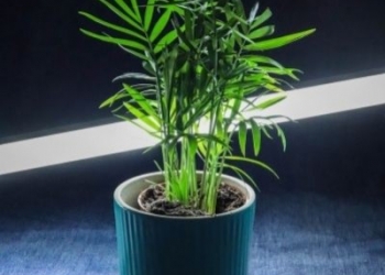 Comment planter un bambou en pot ? 