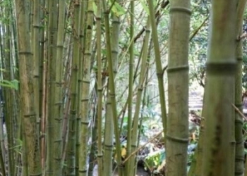 Tout savoir sur le bambou ..
