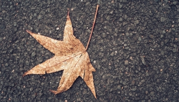 Que Faire des Feuilles Mortes dans Son Jardin ? 