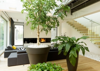 Des plantes dépolluantes dans votre intérieur