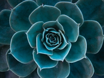 Transformative Teal la couleur tendance de 2026