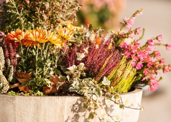 Comment fleurir votre balcon en automne